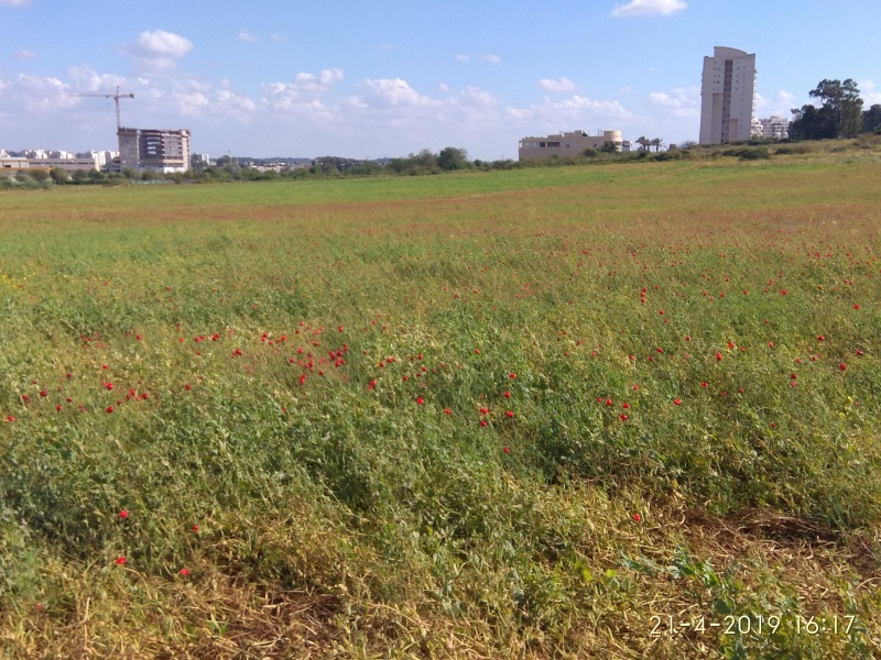 קובץ:2019.04.21-171832.556.android.jpg