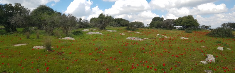 קובץ:20190222 112116.jpg