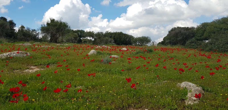 קובץ:20190222 112149.jpg