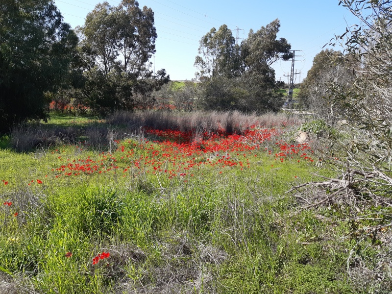 קובץ:2020-02-15T13 12 31.661743795416.jpg