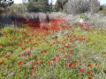 תמונה ממוזערת לגרסה מתאריך 12:51, 15 בפברואר 2020