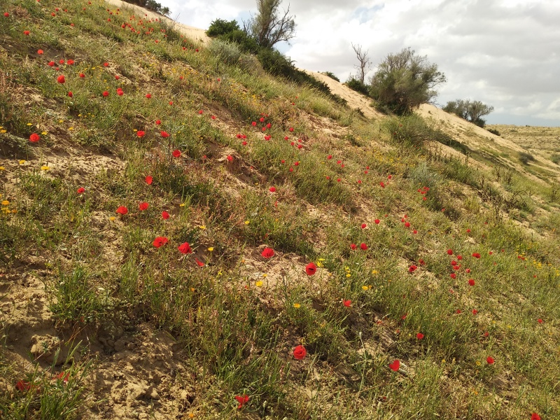 קובץ:2020-04-10T15 14 52.112127831645.jpg