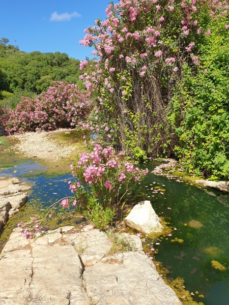 קובץ:2020-05-29T10 14 15.01881480199.jpg