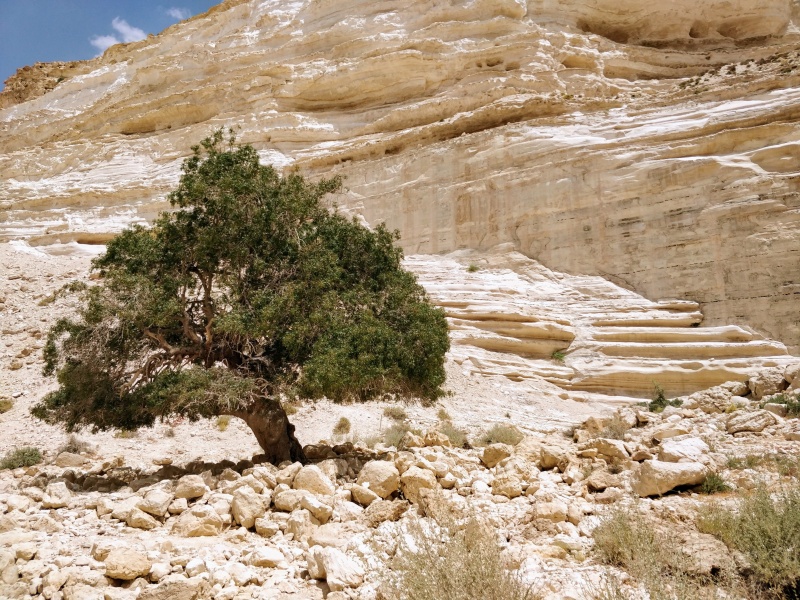 קובץ:2020-06-20T20 28 22.182531305688.jpg