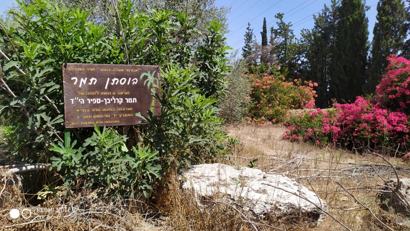 קובץ:2020-08-02T11 33 58.605124538097.jpg