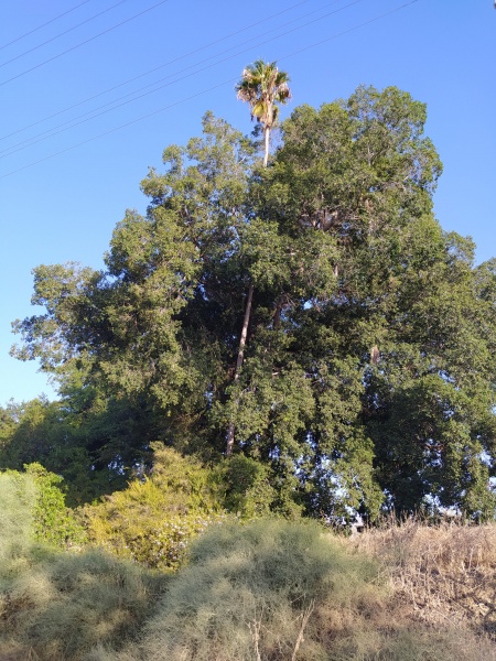 קובץ:2020-09-27T08 12 19.946189742337.jpg