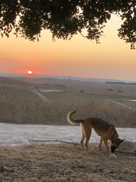 קובץ:2020-10-11T18 50 56.254012148473.jpg