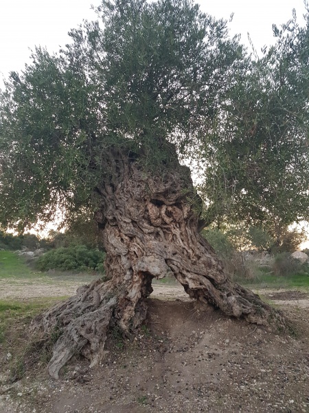 קובץ:2020-12-01T16 42 58.858121641429.jpg