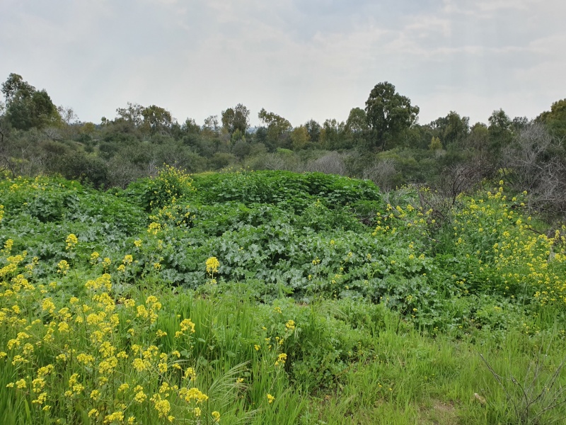 קובץ:20200223 133838.jpg