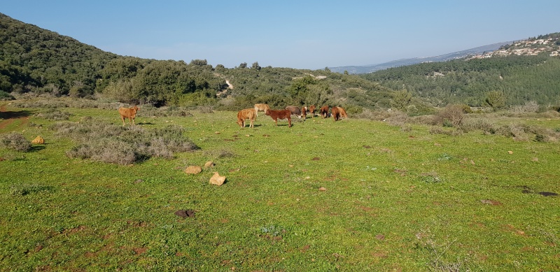 קובץ:2021-01-09T10 20 29.498495207567.jpg