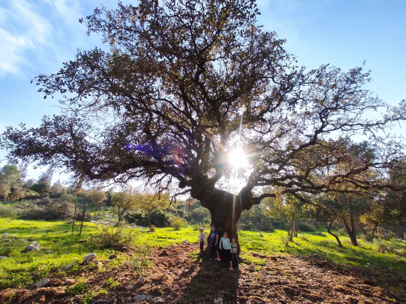 קובץ:2021-01-12T14 56 00.614108630678.jpg