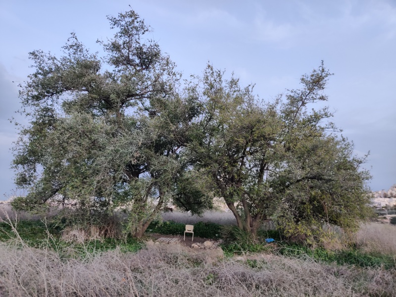 קובץ:2021-01-17T17 12 24.227474420203.jpg