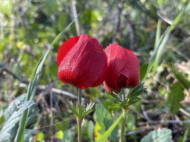 קובץ:2021-01-28T08 56 32.90880987888.jpg