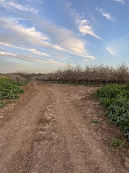 קובץ:2021-02-09T17 06 12.235538418237.jpg