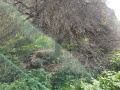תמונה ממוזערת לגרסה מתאריך 16:07, 7 במרץ 2021