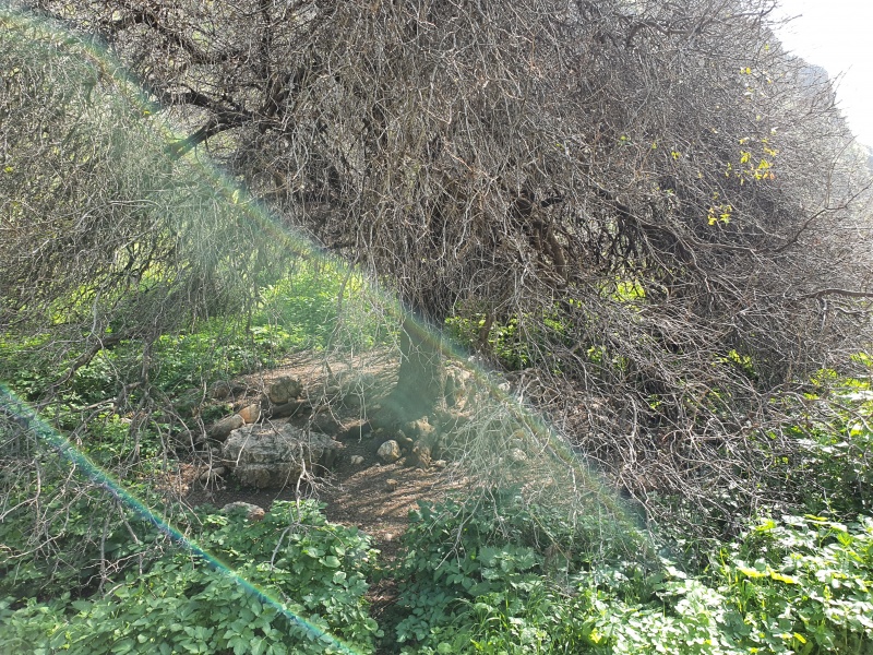 קובץ:2021-02-11T11 09 10.753203729895.jpg