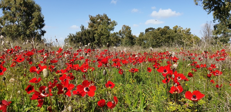 קובץ:2021-02-13T11 18 42.64096387253.jpg