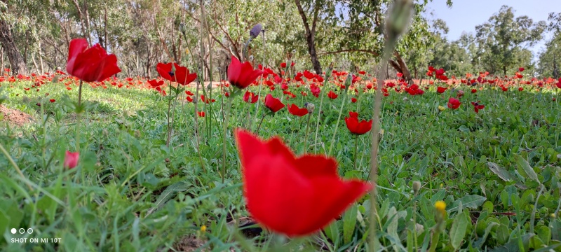 קובץ:2021-02-13T14 25 13.120479292223.jpg