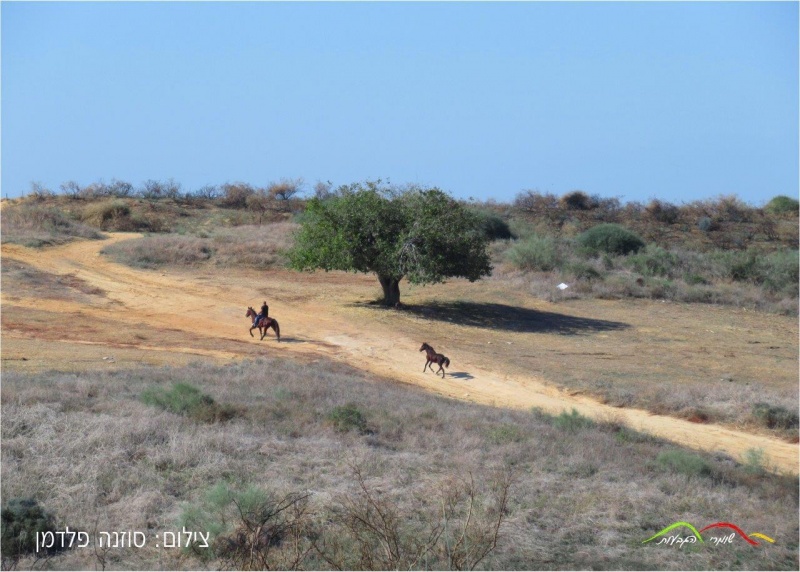 קובץ:2021-02-15T07 44 38.342888104804.jpg