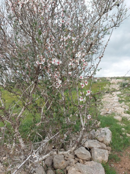 קובץ:2021-02-20T12 43 24.679172285206.jpg