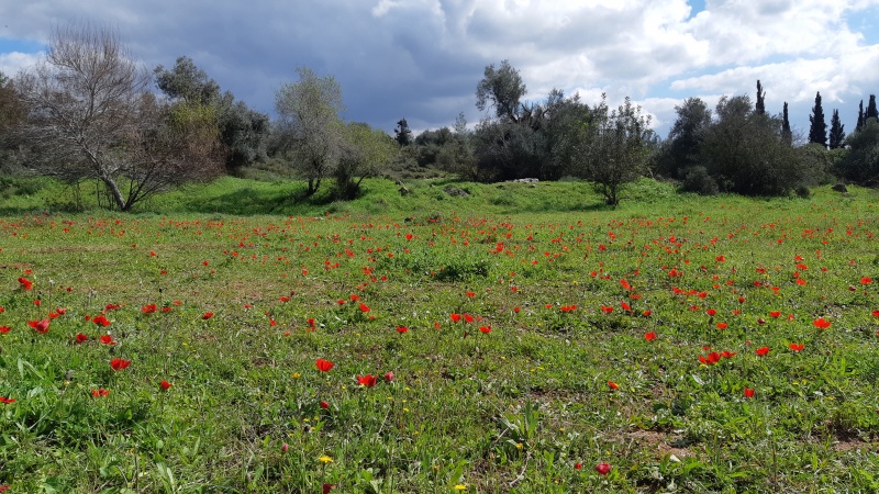 קובץ:2021-02-20T12 46 30.00590075693.jpg