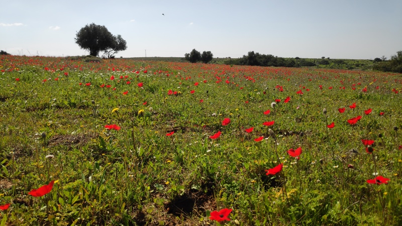 קובץ:2021-02-24T11 33 23.004549362878.jpg