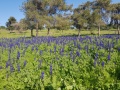 תמונה ממוזערת לגרסה מתאריך 09:30, 31 במרץ 2021