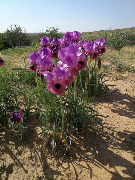 קובץ:2021-02-28T13 35 57.793113190806.jpg