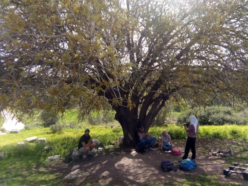 קובץ:2021-03-10T13 43 25.163703343125.jpg