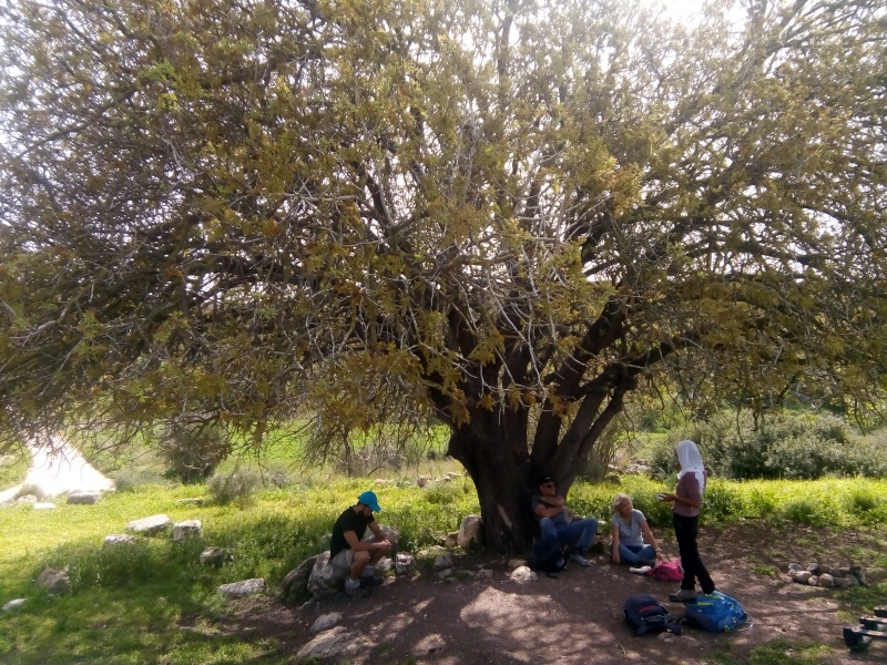 קובץ:2021-03-10T13 45 16.499571972789.jpg