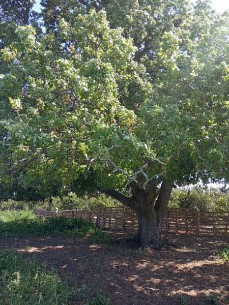 קובץ:2021-03-29T14 59 38.906954758538.jpg