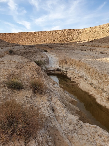 קובץ:2021-03-31T00 12 12.294152684652.jpg