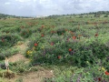 תמונה ממוזערת לגרסה מתאריך 12:41, 10 באפריל 2021