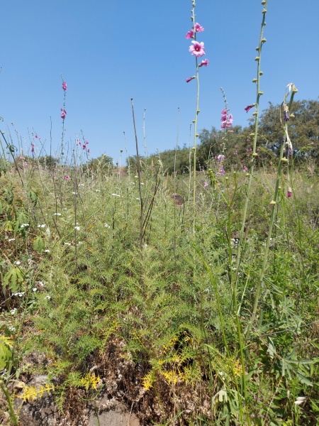 קובץ:2021-04-15T11 29 43.297466673771.jpg