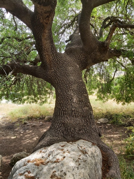 קובץ:2021-04-20T11 32 24.816968612329.jpg