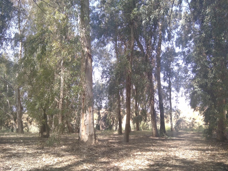 קובץ:2021-04-29T10 57 18.671306381843.jpg