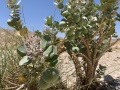 תמונה ממוזערת לגרסה מתאריך 08:53, 5 ביוני 2021