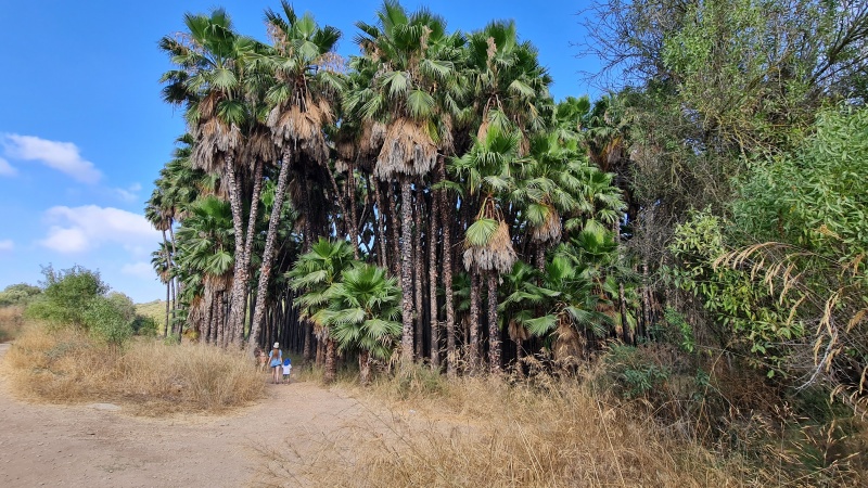 קובץ:2021-07-25T10 53 21.110183946778.jpg