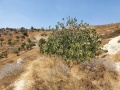 תמונה ממוזערת לגרסה מתאריך 07:35, 13 בספטמבר 2021