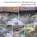 תמונה ממוזערת לגרסה מתאריך 22:24, 1 בספטמבר 2021