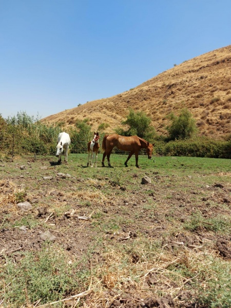 קובץ:2021-09-22T16 06 38.308850872647.jpg