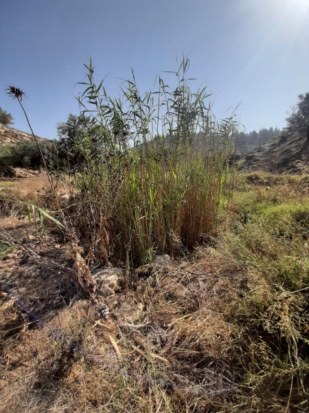 קובץ:2021-10-01T10 06 11.732154189483.jpg