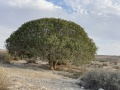 תמונה ממוזערת לגרסה מתאריך 14:37, 16 באוקטובר 2021