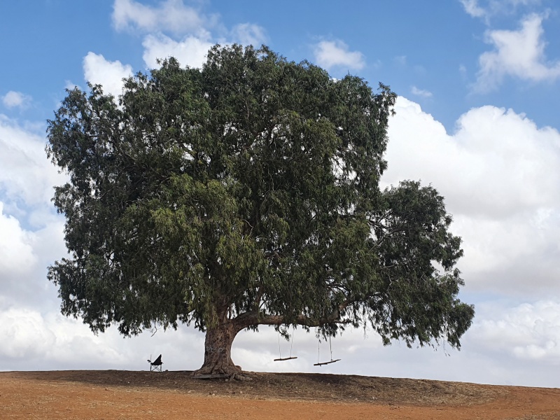 קובץ:2021-11-02T13 06 29.947759130293.jpg