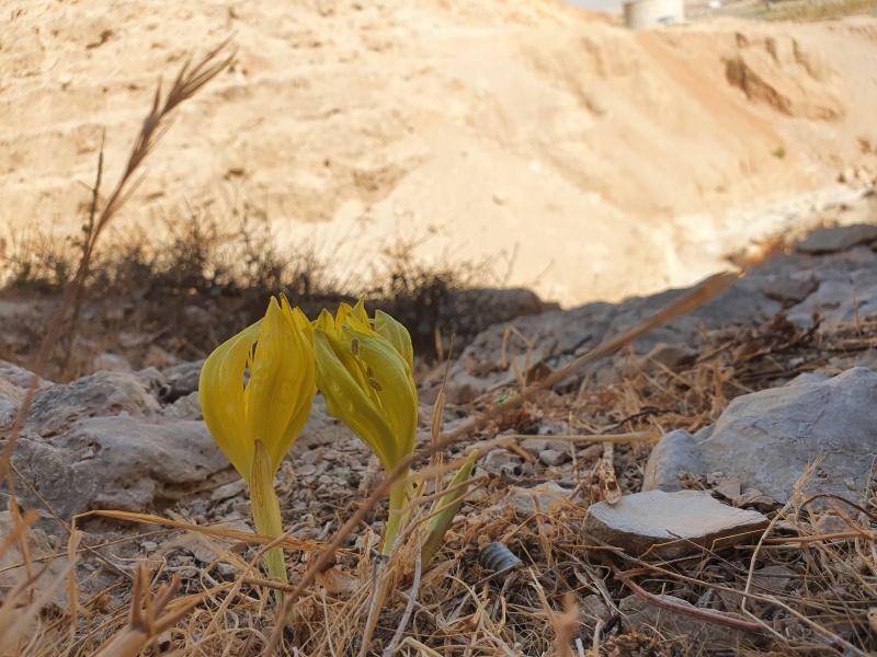 קובץ:2021-11-10T10 20 48.946528526395.jpg