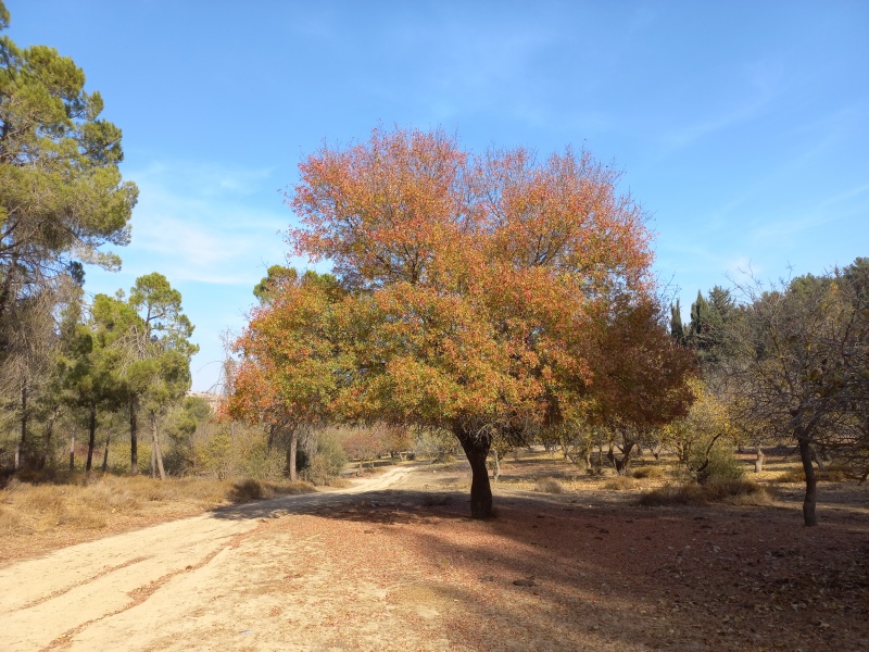 קובץ:2021-11-15T19 04 42.956193251678.jpg