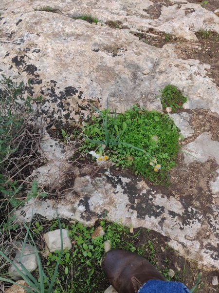 קובץ:2021-12-24T14 31 30.336038991779.jpg