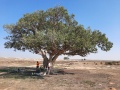 תמונה ממוזערת לגרסה מתאריך 08:02, 9 בינואר 2021