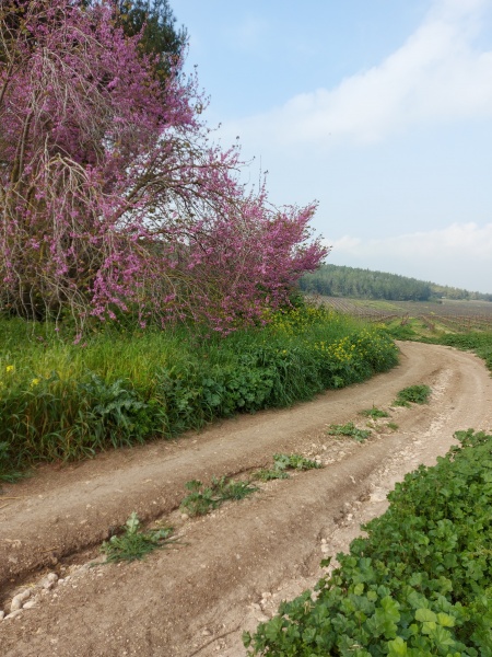 קובץ:20210316 082313.jpg