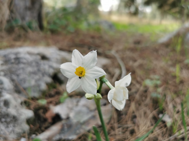 קובץ:2022-01-12T13 19 08.954006384549.jpg